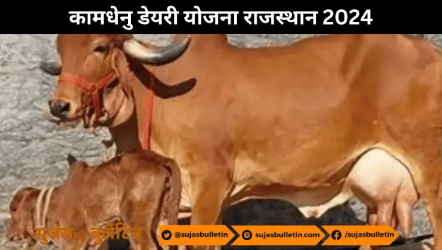 Kamdhenu Dairy Yojana Rajasthan 2024